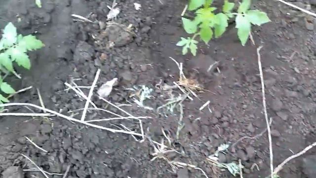 Ранняя высадка рассады томатов в открытый грунт. Кошка Мурка и котенок:-))))) смотреть онлайн