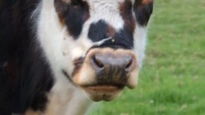 Как мычит корова. Мычание коровы. Звук мычания коровы /Like a cow lowing. The lowing of a cow.