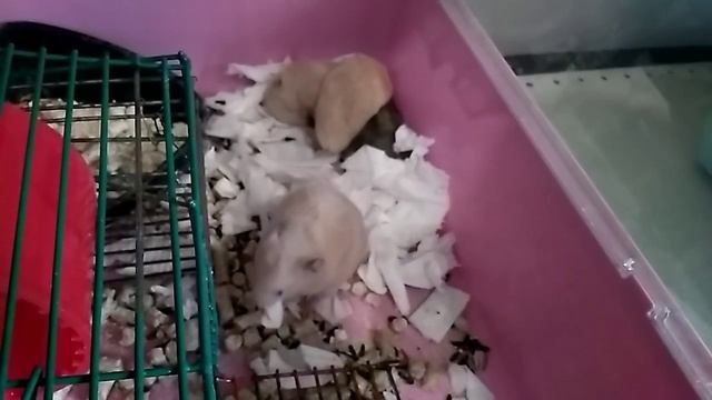 Песчанки, хомяки ?/ Большая семья/ Песчаньи ласки!