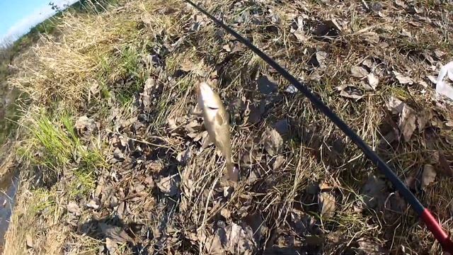 КАРАСИК НА ВЕЧЕРНЕЙ ЗОРЬКЕ смотреть онлайн