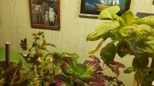 ? Колеусы на штамбе? Сезон 2023?