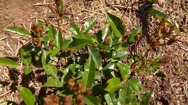 ХВАТИТ ОГОРОДНИЧАТЬ. ХОЧЕТСЯ КРАСОТЫ. НАЧИНАЕМ БЛАГОУСТРОЙСТВО ТЕРРИТОРИИ. смотреть онлайн