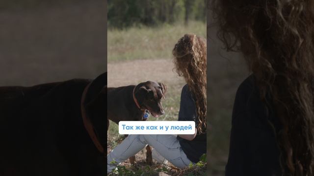 Реально ли обучить и перевоспитать взрослую собаку? 🐕 смотреть онлайн