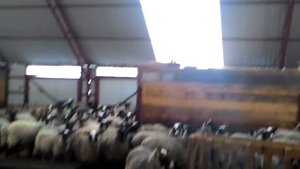 Романовские овцы, молодые ярочки для Казахстана..mp4