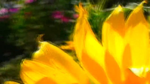 Подсолнухи Декоративные/#irinashparko смотреть онлайн