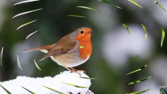 Зарянка, или малиновка смотреть онлайн