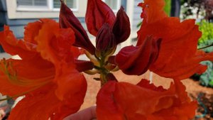 Рододендроны. Какая разница между рододендроном вечно зелёным и рододендроном листопадным.