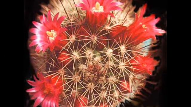 кактусы смотреть онлайн