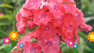 Флокс метельчатый Земляничное суфле. Краткий обзор, описание phlox paniculata Zemlianichnoe sufle