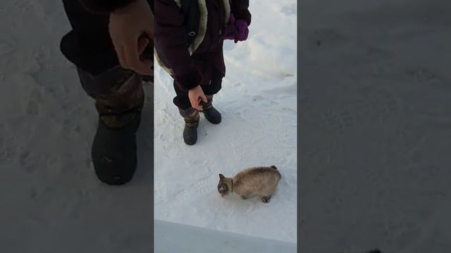#Короткое_видео #кошки # Дайте пожрать коту