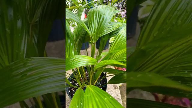 EASy TO GROW PALM INDOOR PLANT #Short