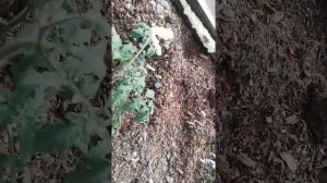Томат Монгольский Карлик обзор в теплице. Уже цветет.
