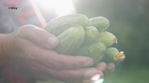 БОРНАЯ КИСЛОТА + НАШАТЫРНЫЙ СПИРТ + МАРГАНЦОВКА = СЕКРЕТ ОБИЛЬНОГО УРОЖАЯ ОГУРЦОВ. СУПЕР СРЕДСТВО!