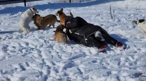 Стая бездомных собак напала на волонтёра и до смерти зализала ?