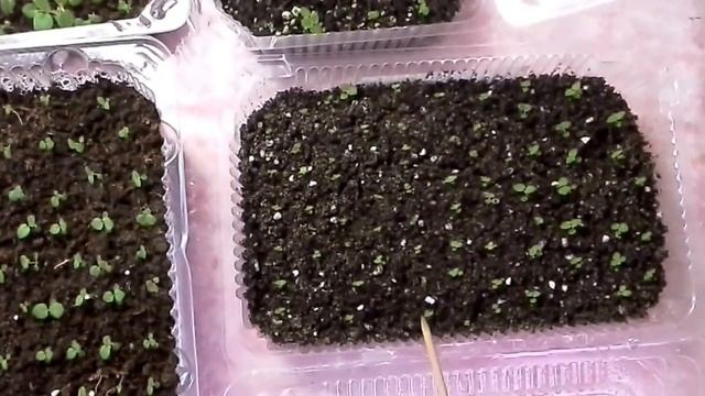 Глоксинии и стрептокарпусы из семян.Аналитический обзор смотреть онлайн