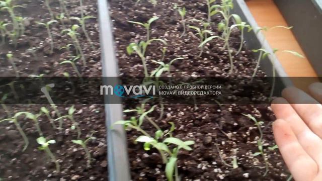 Сажаем рассаду. смотреть онлайн