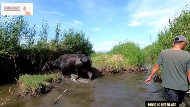 EP 172 Pangangapa ng tahong sa patakasan + Catch and cook + Masarap na gulay ang ulam + kita sa ani смотреть онлайн