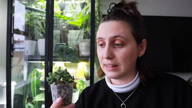 5 wintery houseplants ❄️🪴 Plantmas Day 15 смотреть онлайн