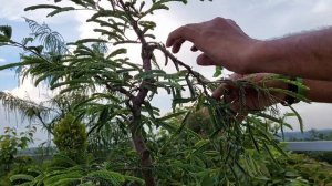 How to make Tamarind Bonsai from seed