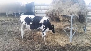 Кормушки своими  руками фото и видео. Ясли для сена