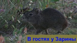 Дикие морские свинки