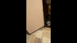 Кто ещё хочет ЗАВЕСТИ ЕНОТА дома? Полный бардак!