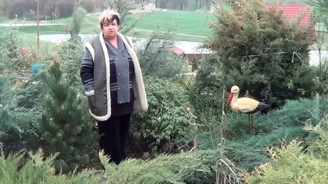 Древовидный  Пион. Как Правильно Ухаживать За Древовидным Пионом