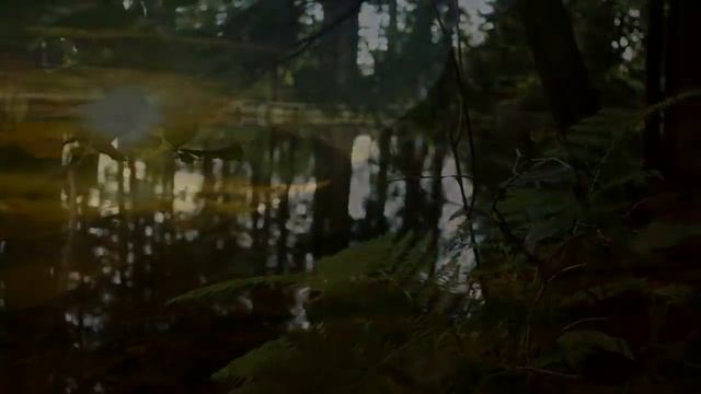 Musique Pour Se Libérer De Ses Pensées Et Émotions Toxiques смотреть онлайн