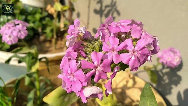 Phlox plant care | Winter Flowering plant #phlox #winterfloweringplant смотреть онлайн