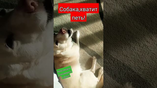 собака, хватит петь! поёт и поет