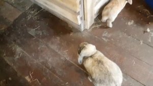 Как правильно поить кроликов? Организация нашего крольчатника.