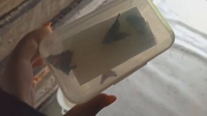 Где брать бабочек и насекомых для заливок в эпоксидную смолу