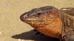 Доктор Айболит