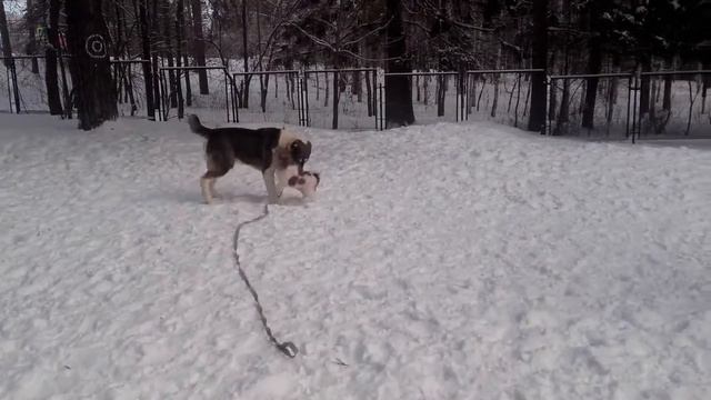 Огромный Алабай и терьерчик Giant Dog Little dog playng смотреть онлайн