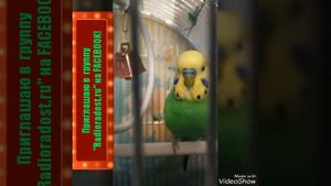 Всё о волнистых попугаях. Попугай ШНУРикº. Питание попугаев. Игрушки для попугаев. Жизнь попугаев.
