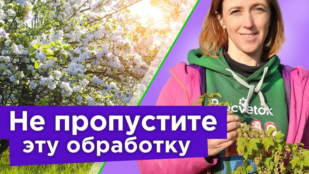 ЦВЕТУТ САДЫ? Обязательно обработайте БОРОМ правильно, и пустоцветов не будет!
