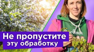 ЦВЕТУТ САДЫ? Обязательно обработайте БОРОМ правильно, и пустоцветов не будет!