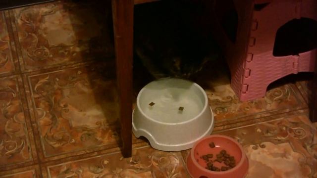 И СНОВА НАШ ПЕЛЬМЕНЬ (Cat) (2) смотреть онлайн