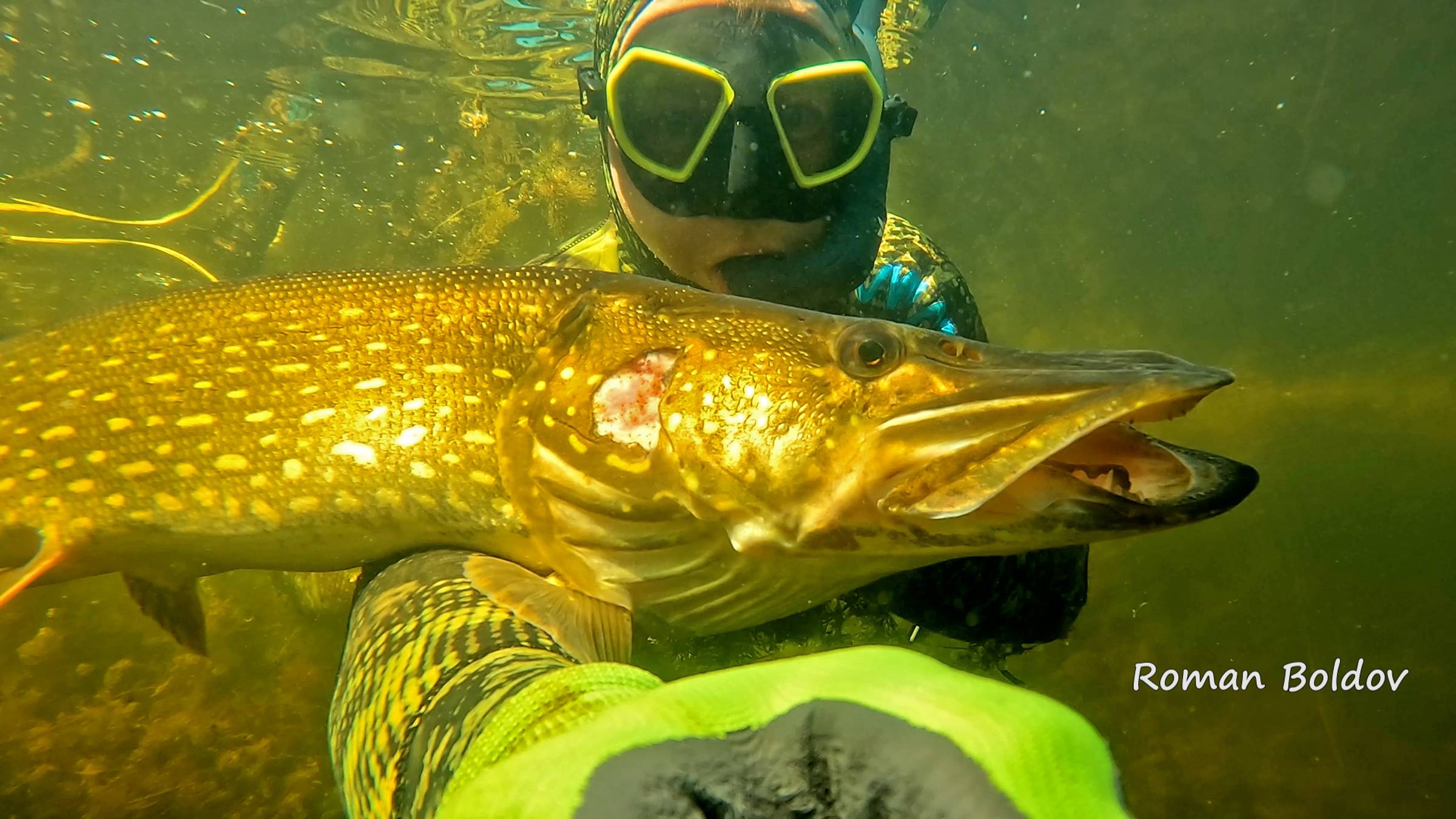 НЕОЖИДАННАЯ ВСТРЕЧА! Подводная охота на ПРЕСНОВОДНОГО КРОКОДИЛА 🐊.