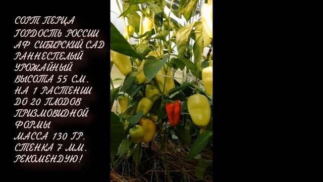 Всем рекомендую ПЕРЕЦ ГОРДОСТЬ РОССИИ Сибирский сад смотреть онлайн