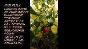 Всем рекомендую ПЕРЕЦ ГОРДОСТЬ РОССИИ Сибирский сад