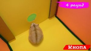 В какую НОРУ пролезет ХОМЯК? / лабиринт для хомяков / Алиса Изи Петс / Alisa Easy Pets