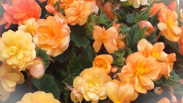 Begonia Apricot Shades with Peter McDermott смотреть онлайн
