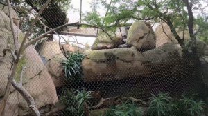 Зоопарк Сан-Диего