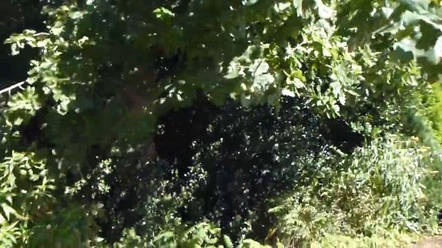 English Oak - Acorn - Ensk Eik - Akörn - Eikartré - Skógartré - Hnetur смотреть онлайн