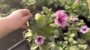 Рассада ампельной петунии в продаже