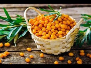 Чуйская облепиха: саженцы