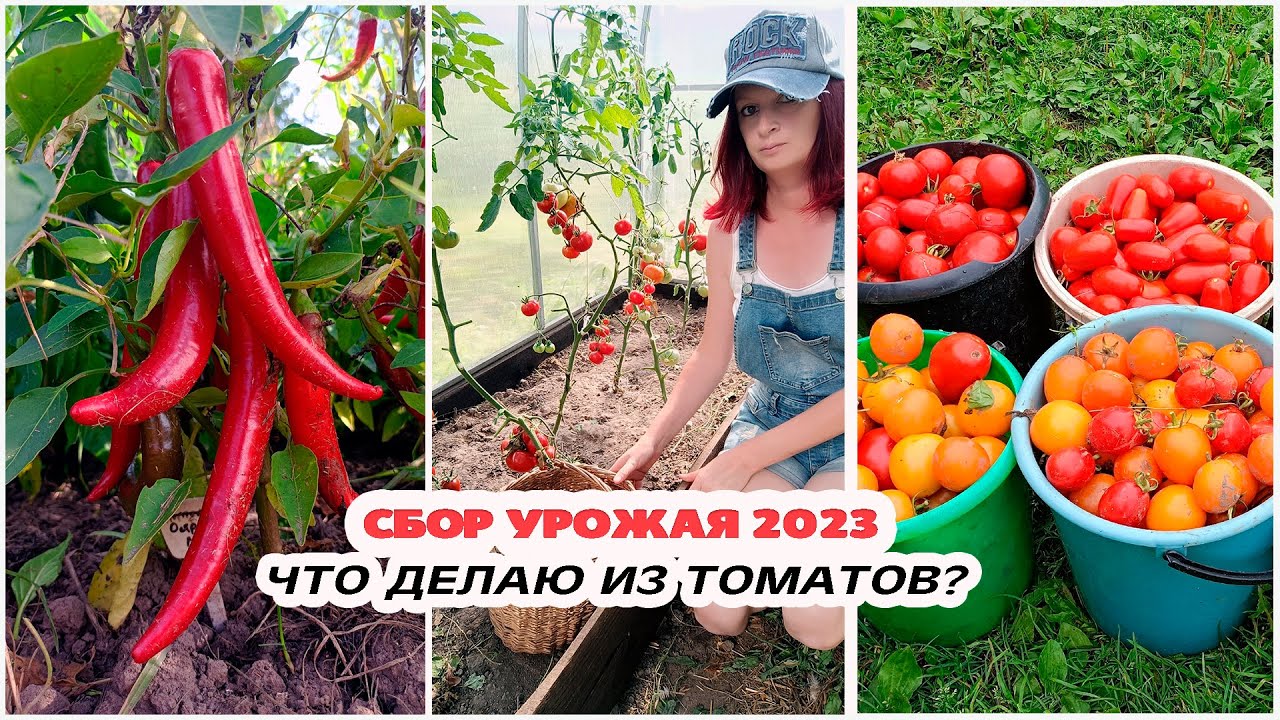 ?#урожай 2023 _ ?Что делаю из томатов! #рецепты на зиму