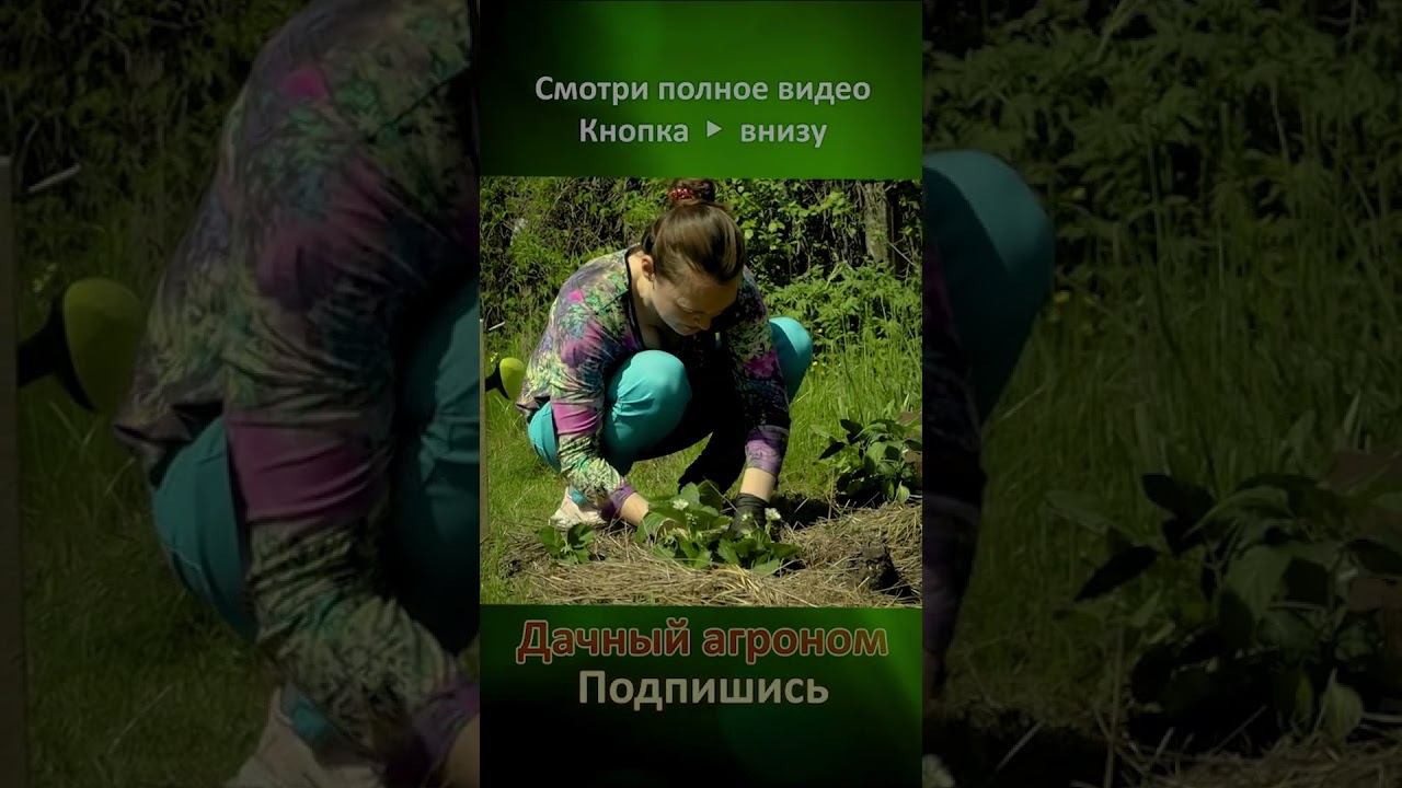 Выращивай ТОМАТЫ так и ЗЕМЛЯ станет КАК ХЛЕБ Дачный агроном