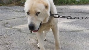 Можно ли садить собаку алабая на цепь и с какого возраста
